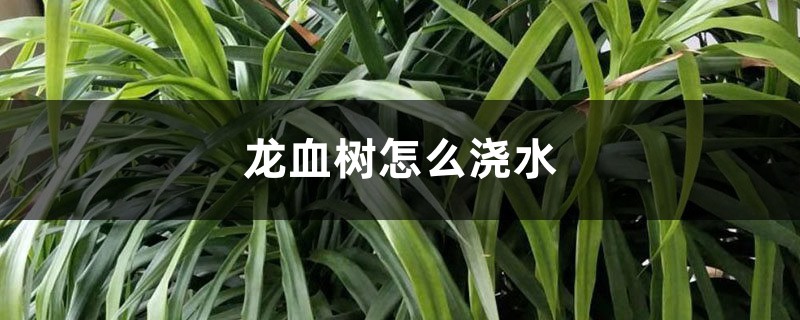 龙血树怎么浇水