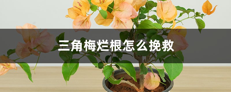 三角梅烂根怎么挽救 三角梅烂根怎么挽救