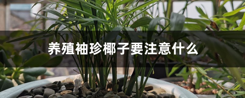 养殖袖珍椰子要注意什么