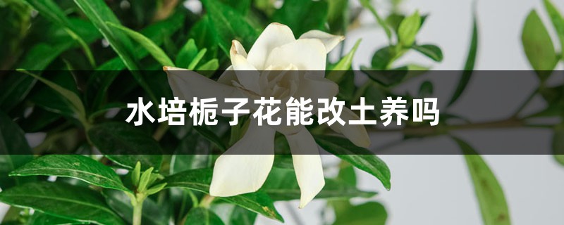 水培栀子花能改土养吗