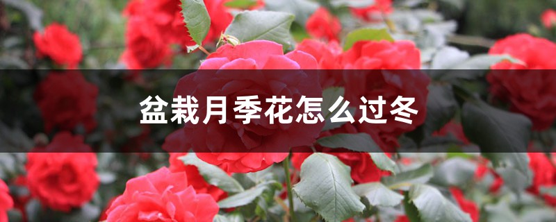 盆栽月季花怎么过冬