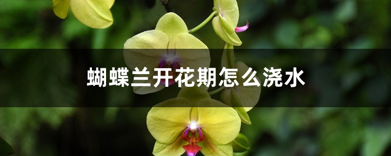 蝴蝶兰开花期怎么浇水