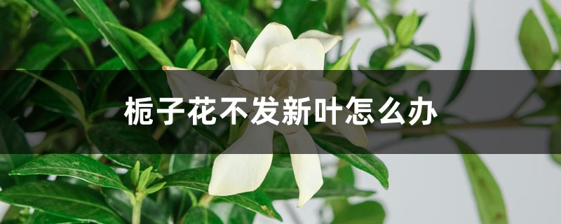 栀子花不发新叶怎么办