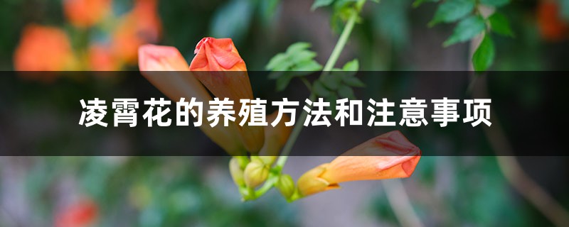 凌霄花的养殖方法和注意事项