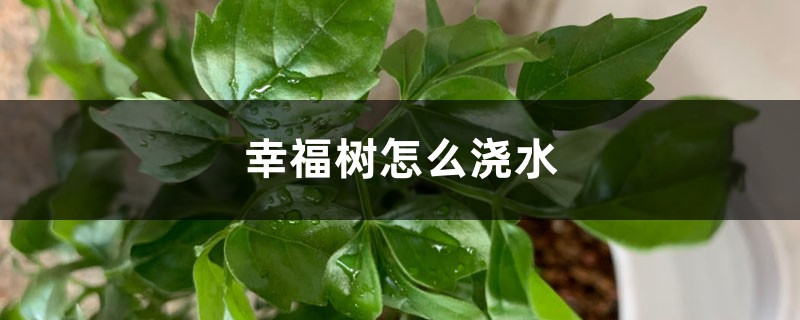 幸福树怎么浇水