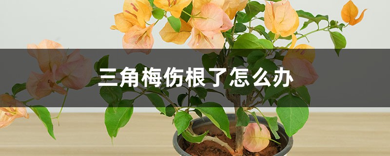 三角梅伤根了怎么办