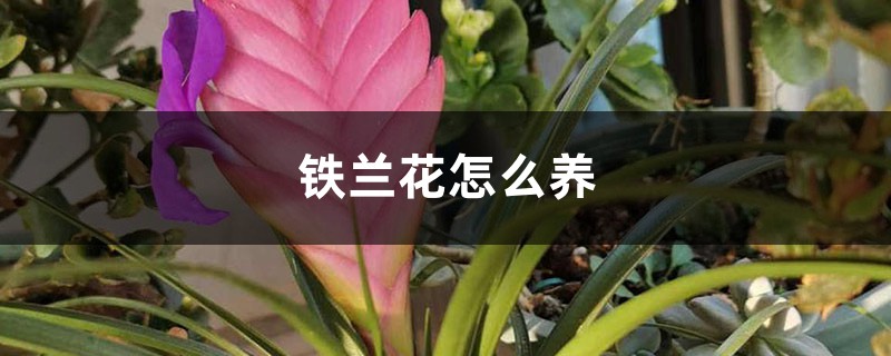 铁兰花怎么养