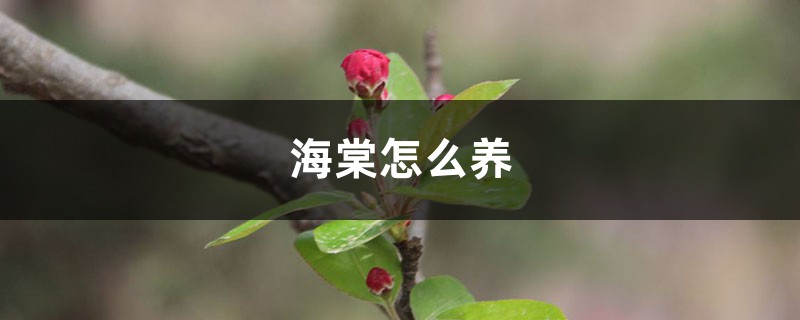 海棠怎么养 海棠怎么养