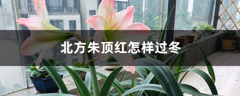 北方朱顶红怎样过冬