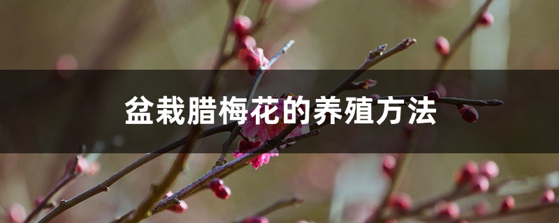 盆栽腊梅花的养殖方法