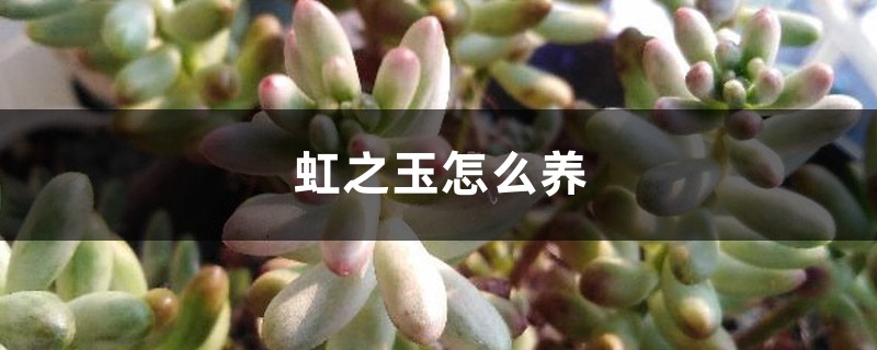 虹之玉怎么养