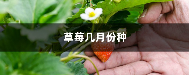 草莓几月份种