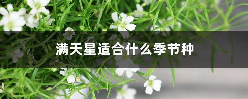 满天星适合什么季节种