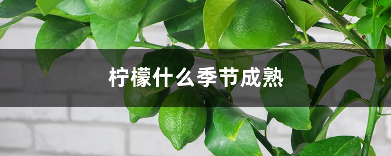 柠檬什么季节成熟