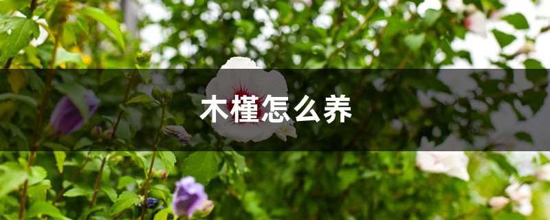 木槿怎么养