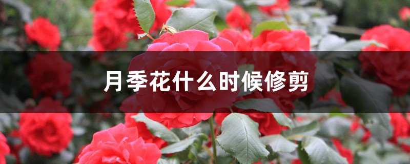 月季花什么时候修剪