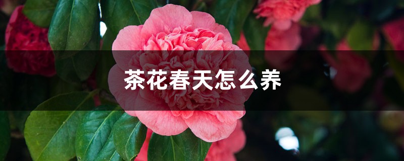 茶花春天怎么养