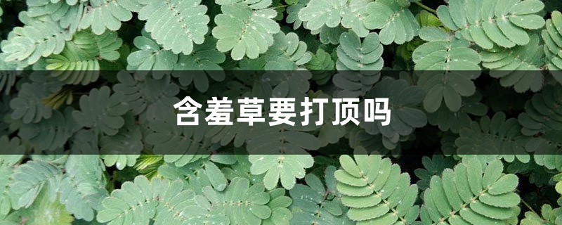 含羞草要打顶吗，怎么修剪