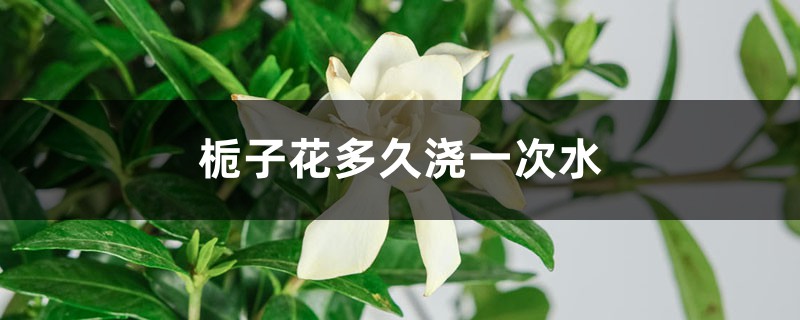 栀子花多久浇一次水