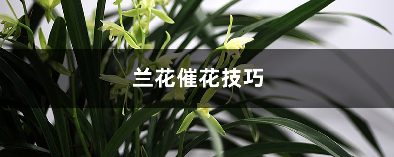 兰花催花技巧