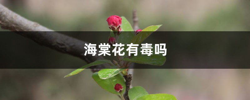 海棠花有毒吗