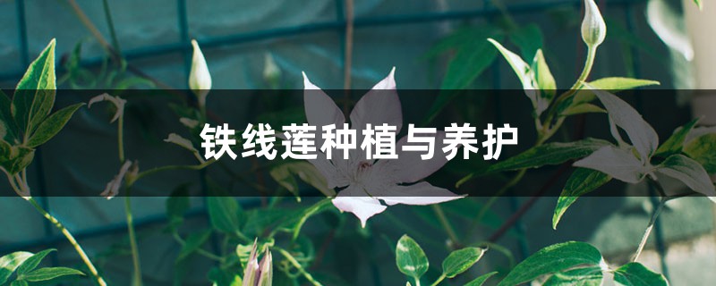 铁线莲种植与养护