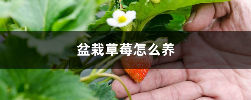 盆栽草莓怎么养