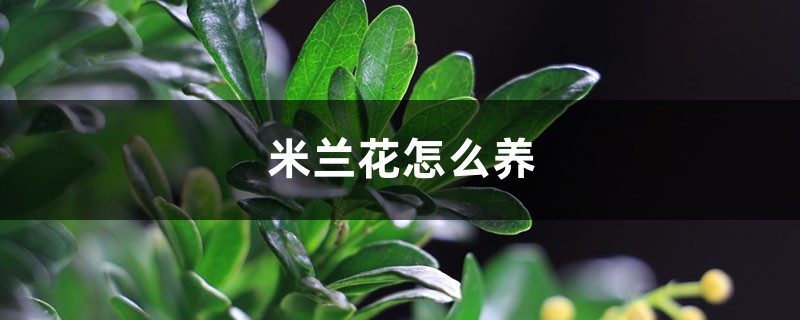 米兰花怎么养 米兰花怎么养