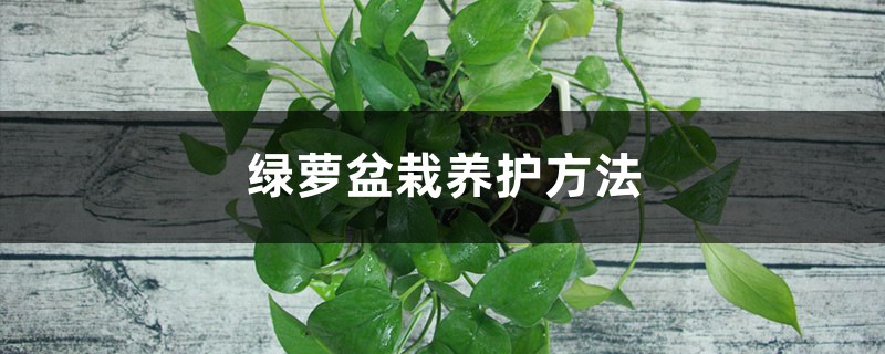 绿萝盆栽养护方法