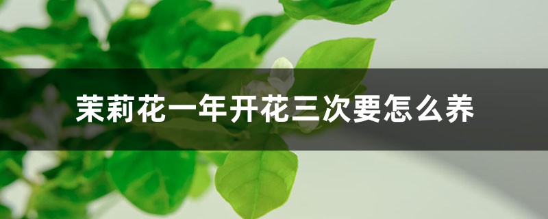 茉莉花一年开花三次要怎么养