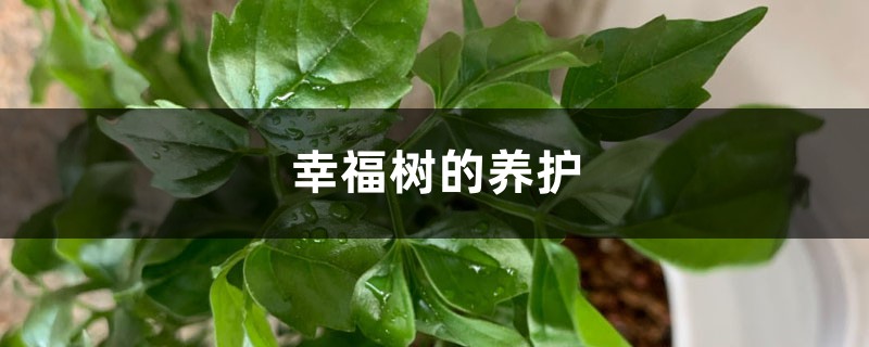 幸福树的养护