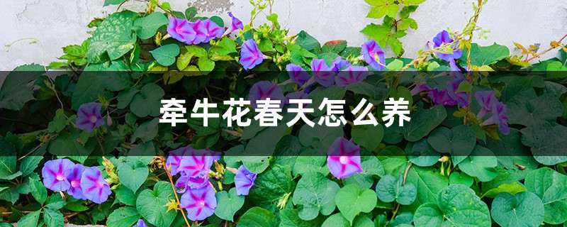 牵牛花春天怎么养