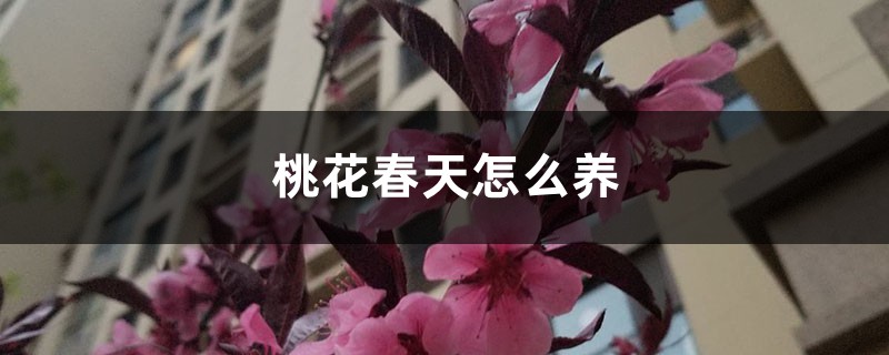 桃花春天怎么养