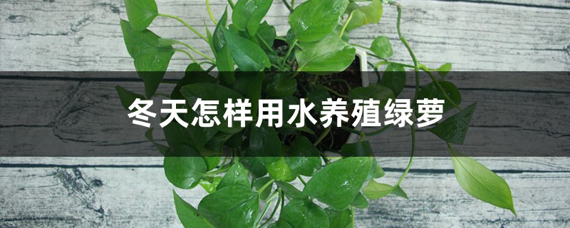冬天怎样用水养殖绿萝 冬天怎样用水养殖绿萝