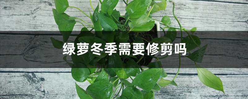 绿萝冬季需要修剪吗
