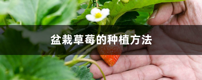 盆栽草莓的种植方法