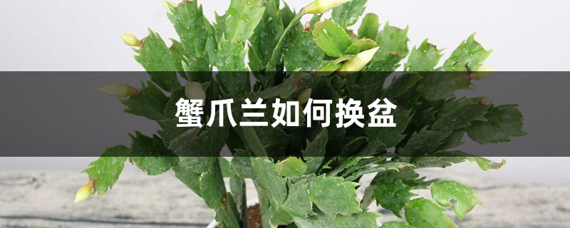 蟹爪兰如何换盆 蟹爪兰如何换盆
