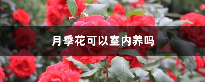 月季花可以室内养吗