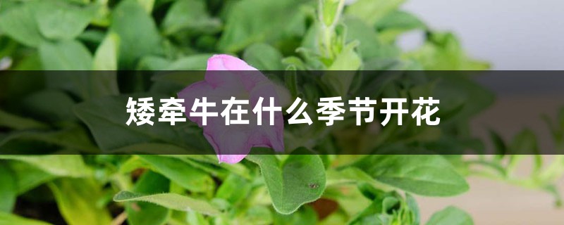 矮牵牛在什么季节开花