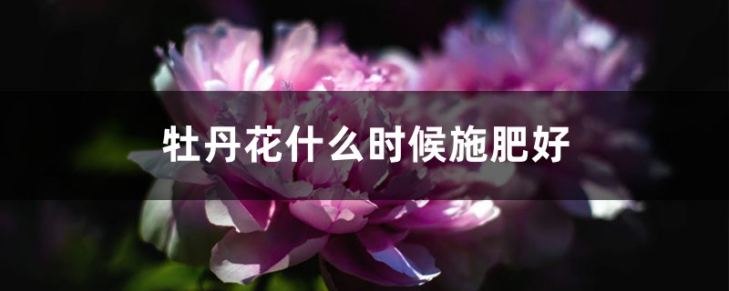 牡丹花什么时候施肥好