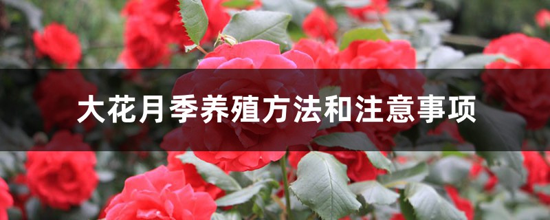 大花月季养殖方法和注意事项 大花月季养殖方法和注意事项