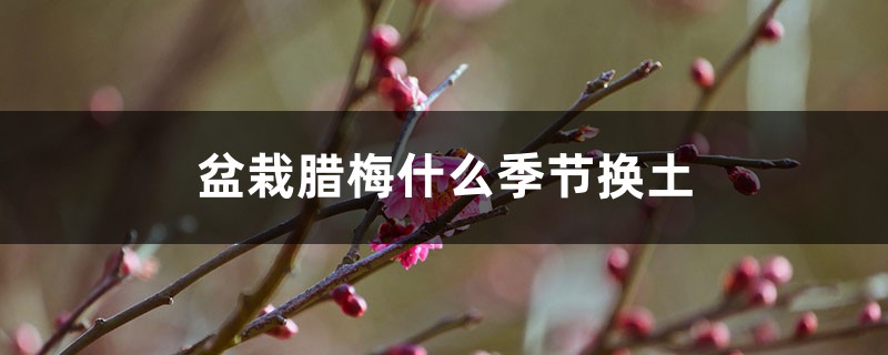 盆栽腊梅什么季节换土