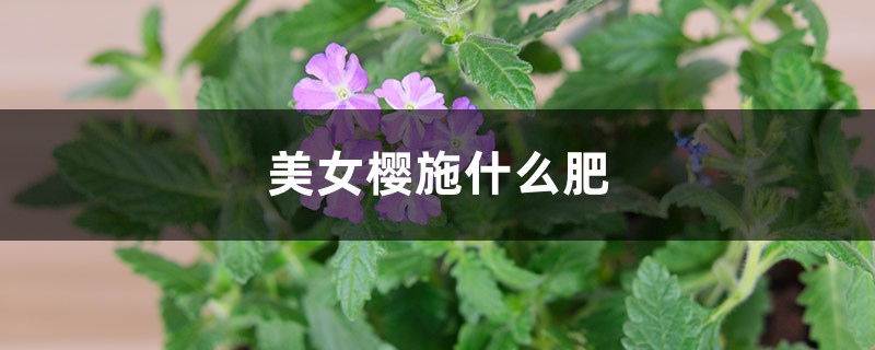 美女樱施什么肥