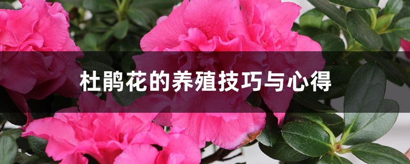 杜鹃花的养殖技巧与心得