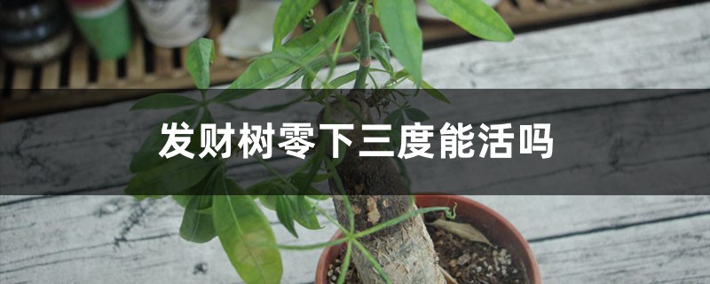 发财树零下三度能活吗，多少度会冻死（附冬季养护办法）