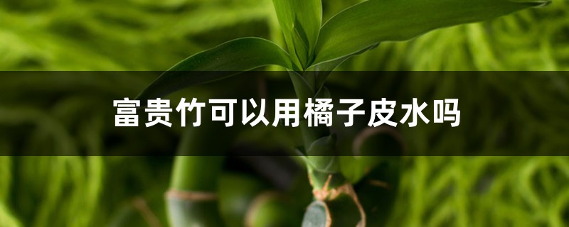 富贵竹可以用橘子皮水做营养液吗