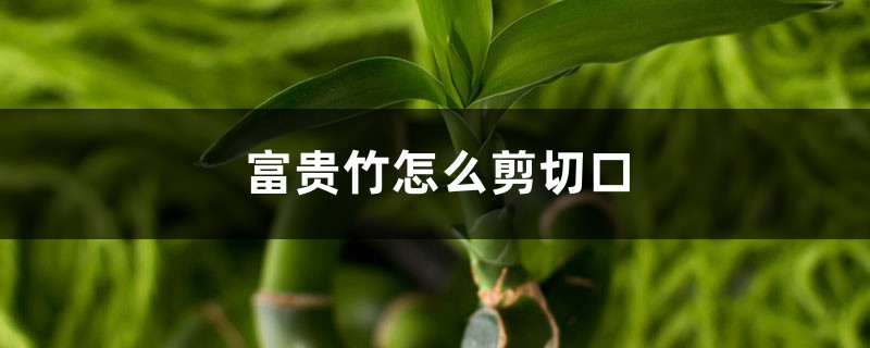 富贵竹怎么剪切口，切口有什么要求