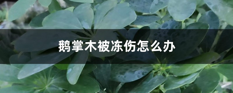 鹅掌木被冻伤怎么办