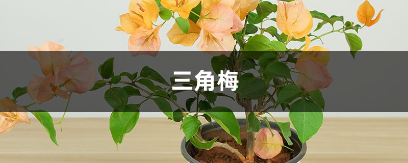 家里“三角梅”开花不旺盛，巧用这几个小方法，花朵呼呼长不停！