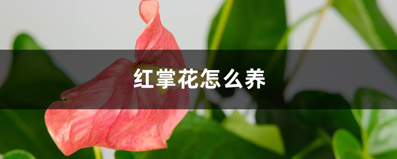 红掌花怎么养,枯萎了怎么办 红掌花怎么养,枯萎了怎么办